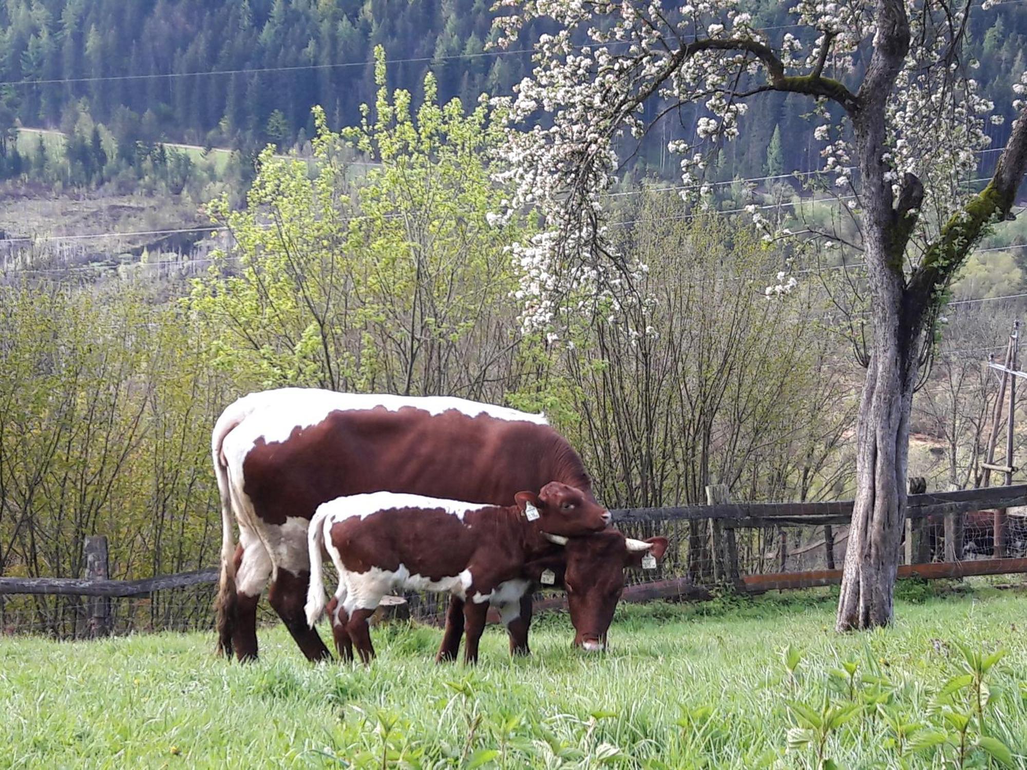 Ferienhaus Lechnerhof Schladming Exterior foto
